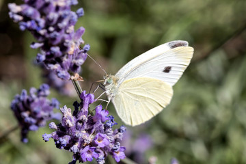 small cabbage white (Pieris rapae) on lavender