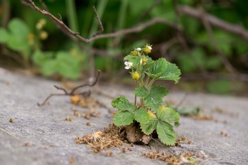 Wild strawberries. Slovakia