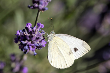small cabbage white (Pieris rapae) on lavender