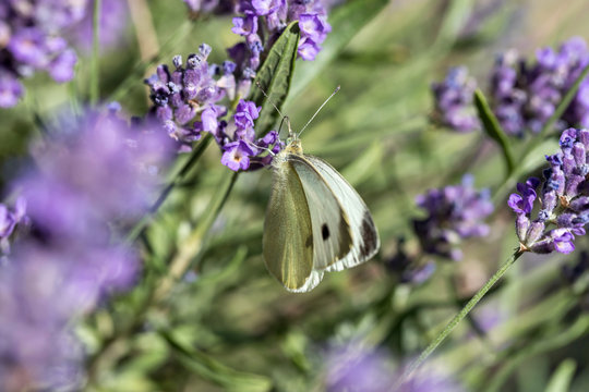 small cabbage white (Pieris rapae) on lavender
