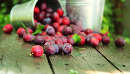 Plum spread or Cherry plum or cherry plum (Latin Prunus cerasífera), a good harvest. Harvest. Selective focus, side view, space for copy.