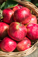 A lot of red appetizing apples in a wicker basket