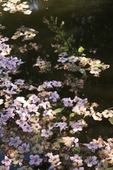pool of flowers