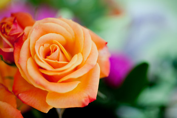 Orange Rose