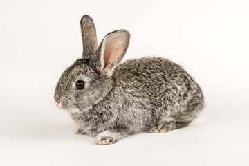 Obraz premium Little grey rabbit on a white background