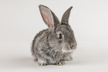 Little grey rabbit on a white background