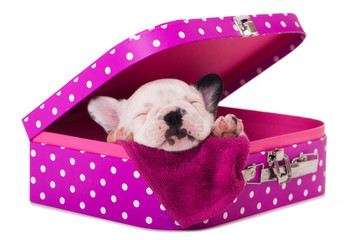 Schlafender Welpe in einem rosa Koffer