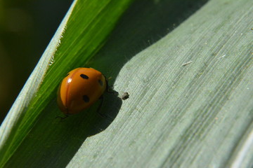 Marienkäfer