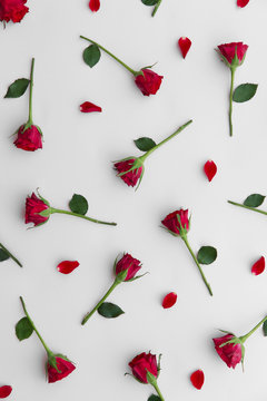 Red rose background