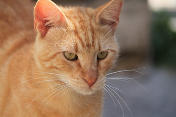 Ginger Tabby 1