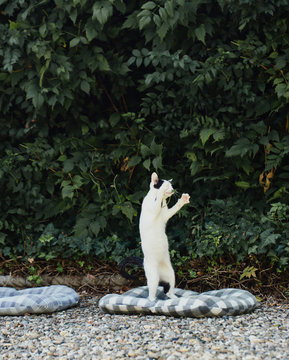 Adorable kitty jumps in garden in order to grab a leaf