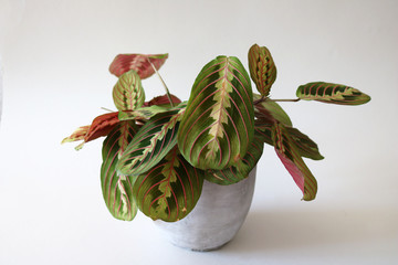 Beautiful Prayer Plant about to open its green and red textured leaves towards the sun, isolated...