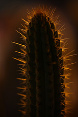 prickly cactus close-up at sunset