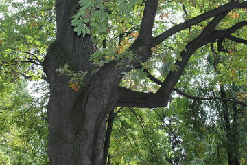 Дуб с раскидистыми ветками