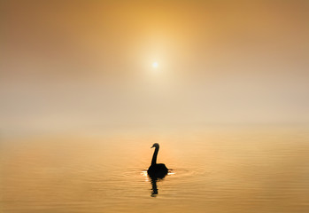 Silhouetted Swan on the water