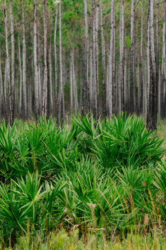 Saw palmetto and slash pine, St. Joseph Bay State Buffer Preserve, Port St. Joe, Florida