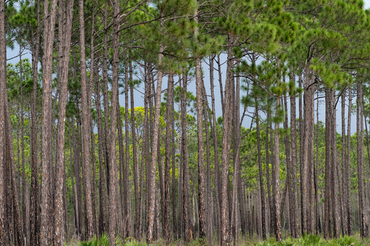 St. Joseph Bay State Buffer Preserve, Port St. Joe, Florida