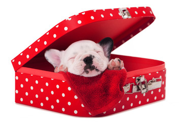 Welpe schläft in einem roten Koffer
