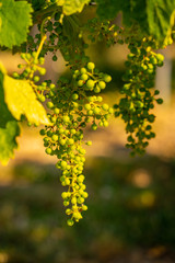 Branches of grapes