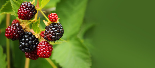 Fresh blackberry (Rubus fruticosus) on a branch in the garden. Add healthy and tasty fruit to your...