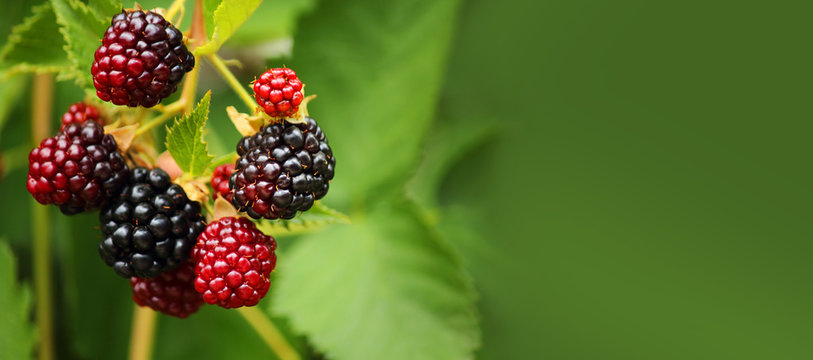 Fresh Blackberry (Rubus Fruticosus) On A Branch In The Garden. Add Healthy And Tasty Fruit To Your Diet. Dietary And Vegetarian Product. Selective Focus, Copy Space, Side View. Banner.