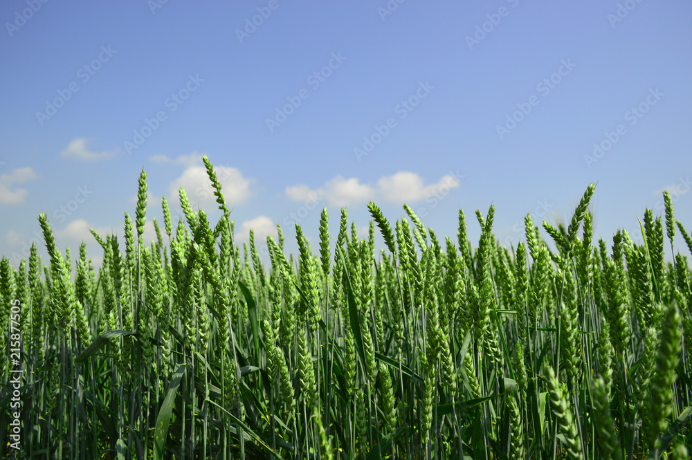 Wall mural Beautiful field with spikelets of wheat