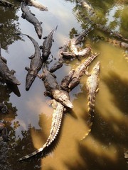 Crocodile river. Vietnam. Trip to Delta Mekong