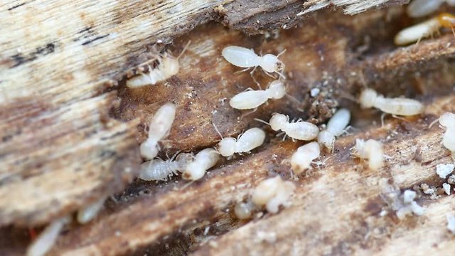 4K Video of Termites