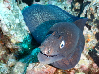 Underwater sealife_moray eel