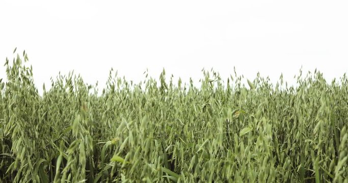 detail of ripe oat field on windy day