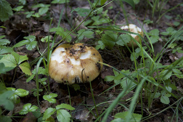 Nature of the forest. Mushrooms.