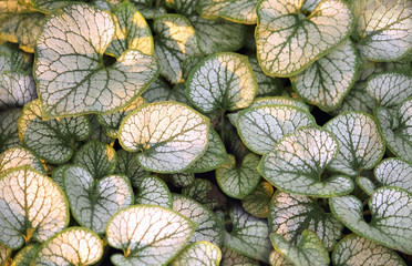 Fototapeta premium Brunnera large leaf (Lat.Brunnera macrophylla) at sunset of the day. Used in landscape design. Selective focus, close-up, top view, copy space, mockup.