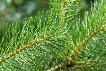 coniferous tree branch with long pine needles the drops of rain sparkle in the sun  for cover of the magazine, calendars, postcards about protection of the wood, books about the wood and the nature