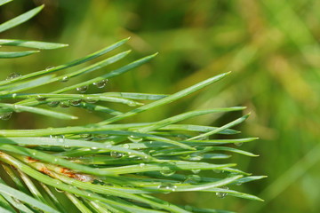 coniferous tree branch with long pine needles the drops of rain sparkle in the sun  for cover of...
