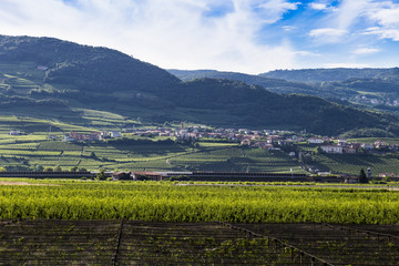 Fototapeta premium Weinberg Italien