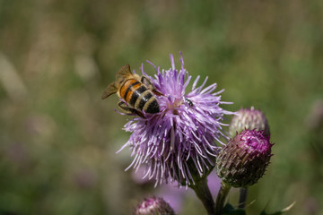 Honey bee on a thistle close up