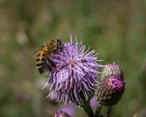 Honey bee on a thistle close up