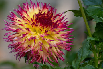 Pink and Yellow Dahlia 