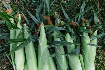 Pile of fresh picked sweet corn
