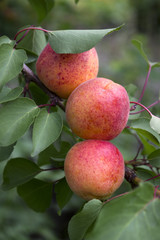 Ripe apricots grow on a tree, summer, harvest. Useful fruit