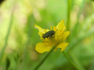 black beetle on a yellow flower in a field in a macro