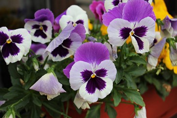 Violet pansy - viola - flowers 