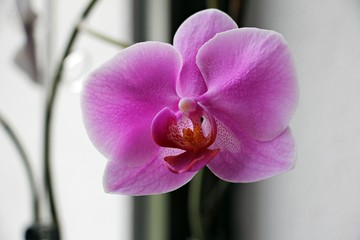 Beautiful pink orchid flowers in a natural  light