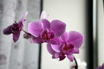 Beautiful pink orchid flowers in a natural  light