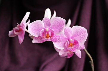Beautiful pink orchid flowers in a natural  light