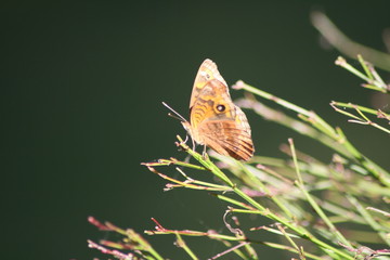 Schmetterling