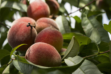 Ripe peaches hanging on the tree, beautiful and useful fruits, harvest