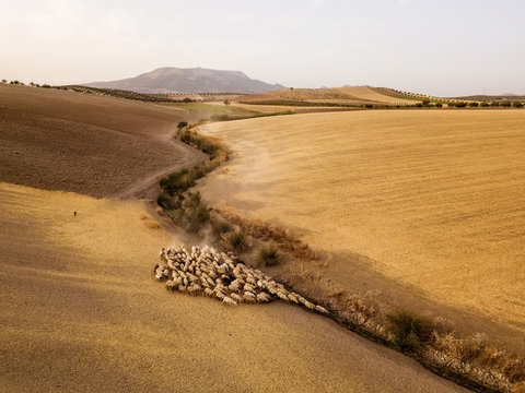 Aerial view of a flock, Andalusia