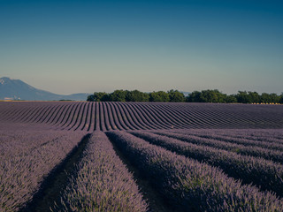 Naklejka na ściany i meble Lavender fields, Valensole, Provence, France