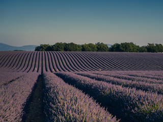 Lavender fields, Valensole, Provence, France